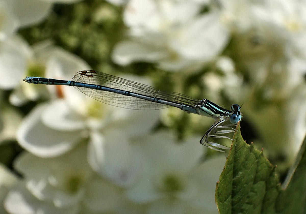 libellulina da identificare: Platycnemis pennipes